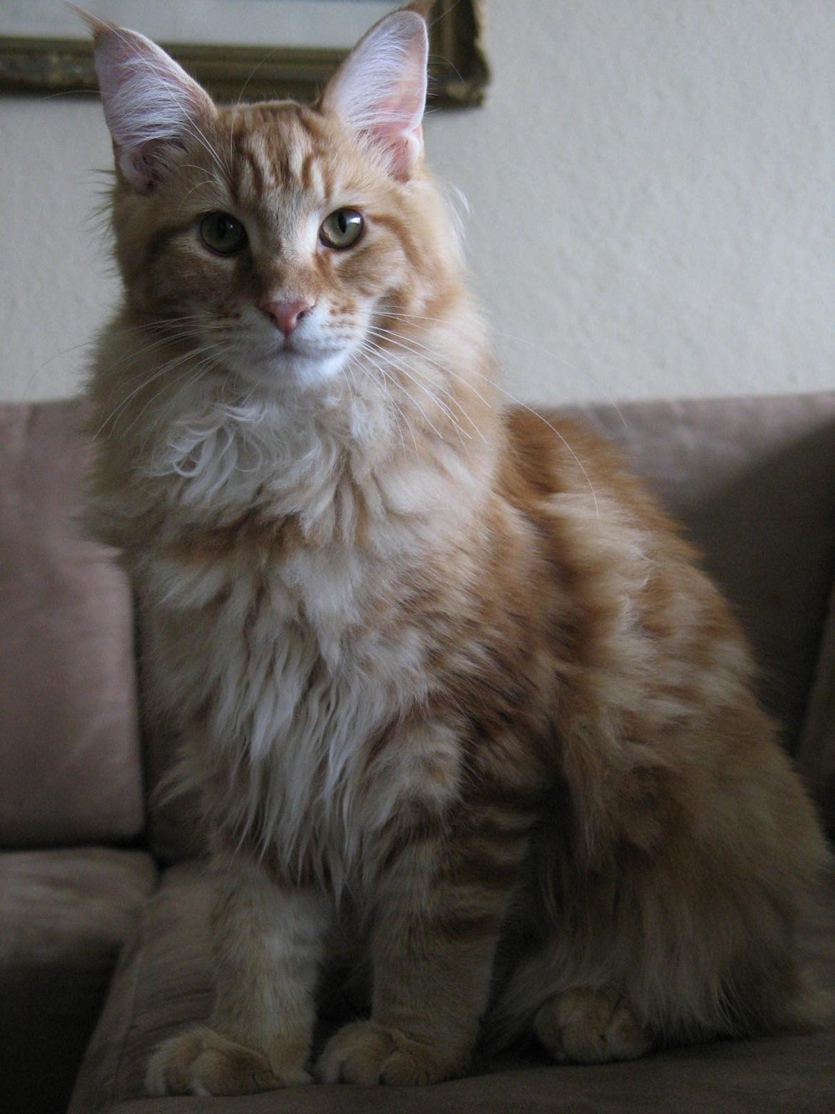 Maine Coon Elmer - 6 mnd. - 06.11.13  billede 14