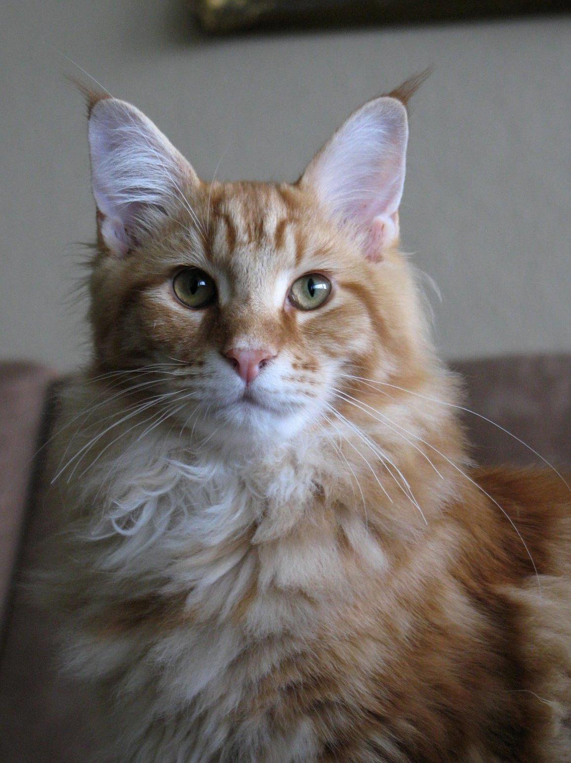 Maine Coon Elmer - 6 mnd. - 06.11.13  billede 12