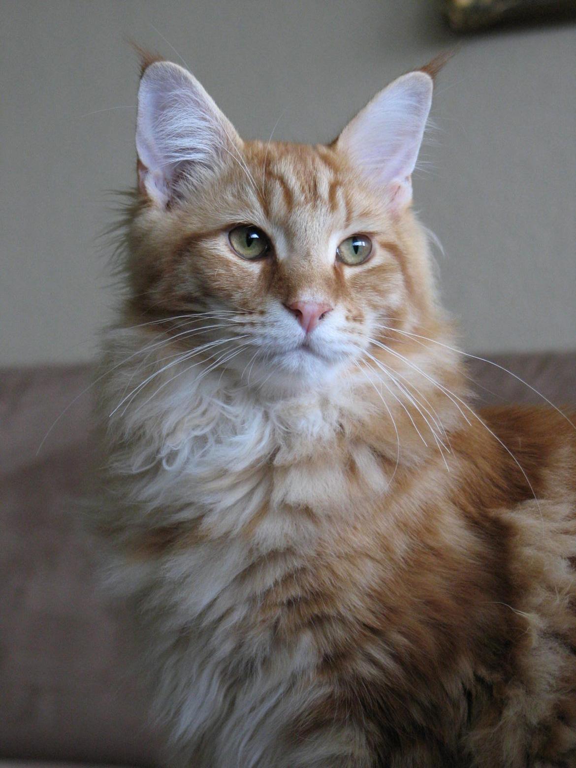 Maine Coon Elmer - 6 mnd. - 06.11.13  billede 15