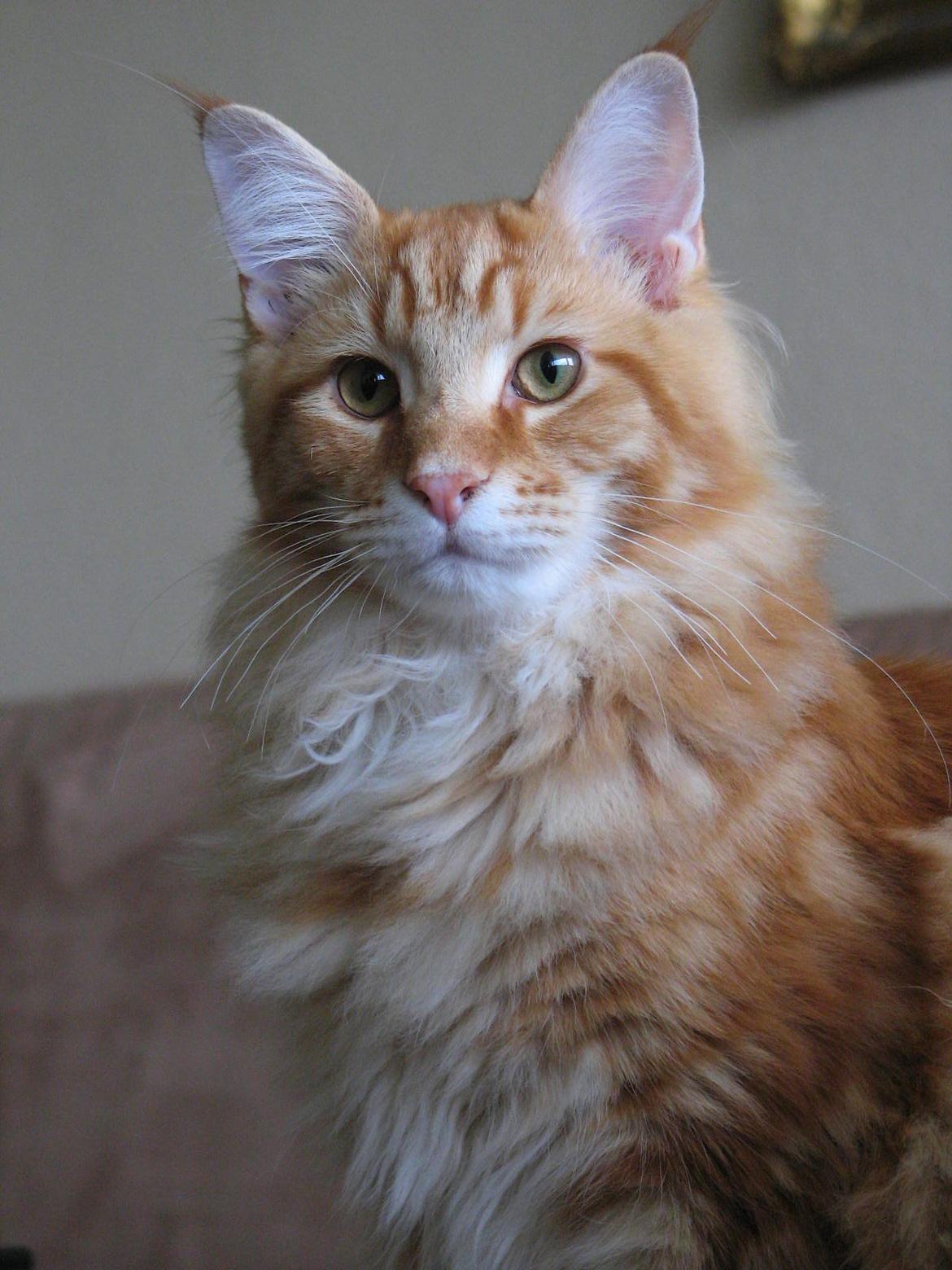 Maine Coon Elmer - 6 mnd. - 06.11.13  billede 16