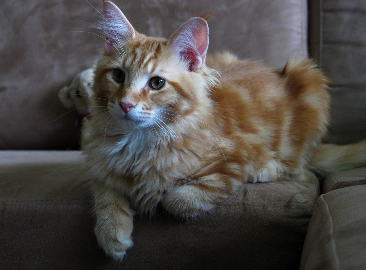 Maine Coon Elmer - 19 uger  billede 17