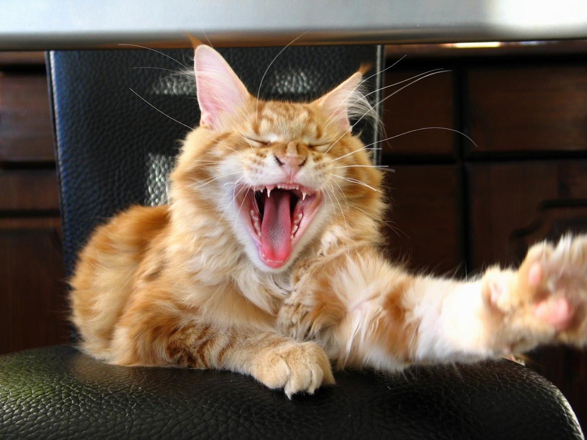 Maine Coon Elmer - ;o))
20 uger  billede 18