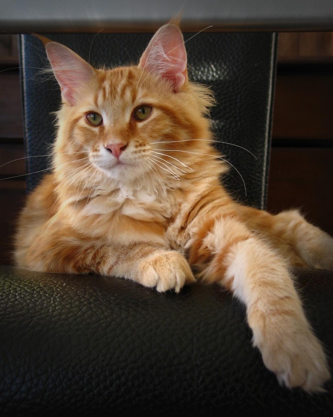Maine Coon Elmer - 20 uger  billede 19