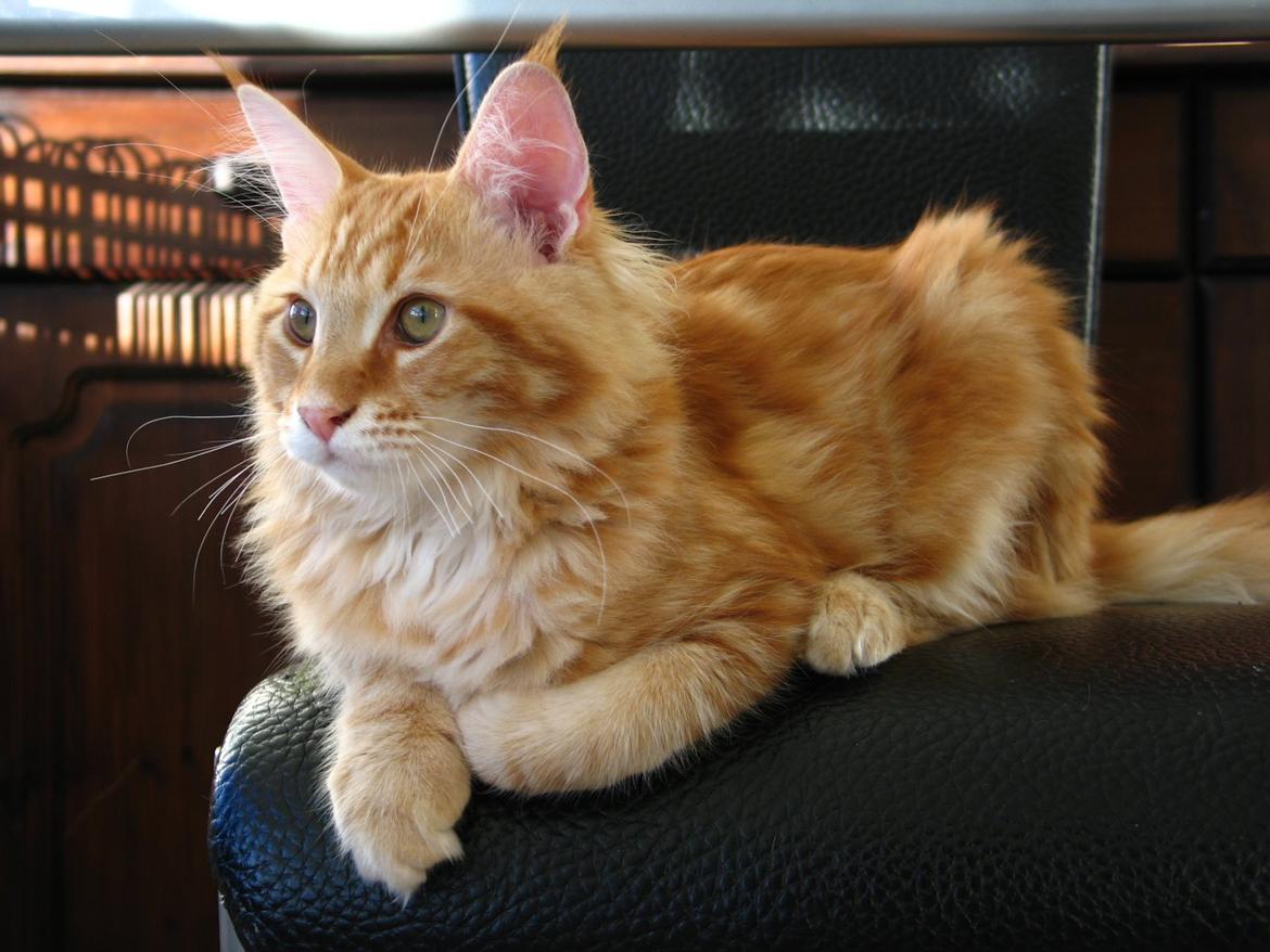 Maine Coon Elmer - 20 uger billede 20