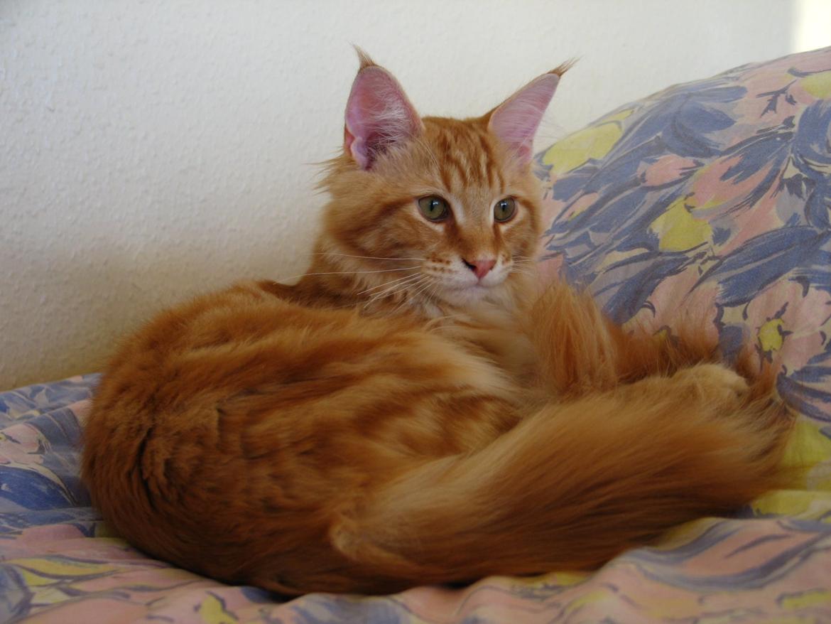 Maine Coon Elmer - 20 uger billede 21