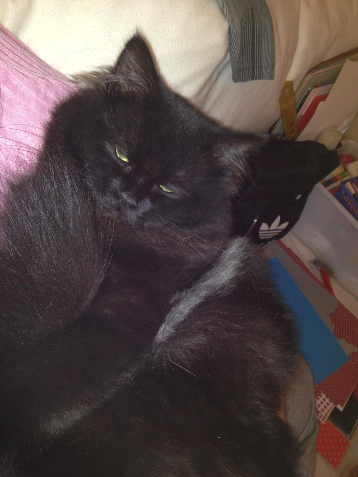 Blanding af racer Louis billede 12