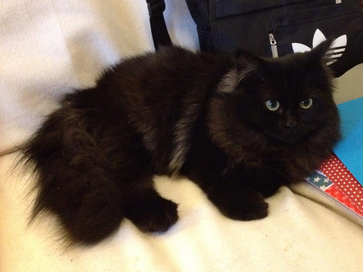 Blanding af racer Louis billede 2