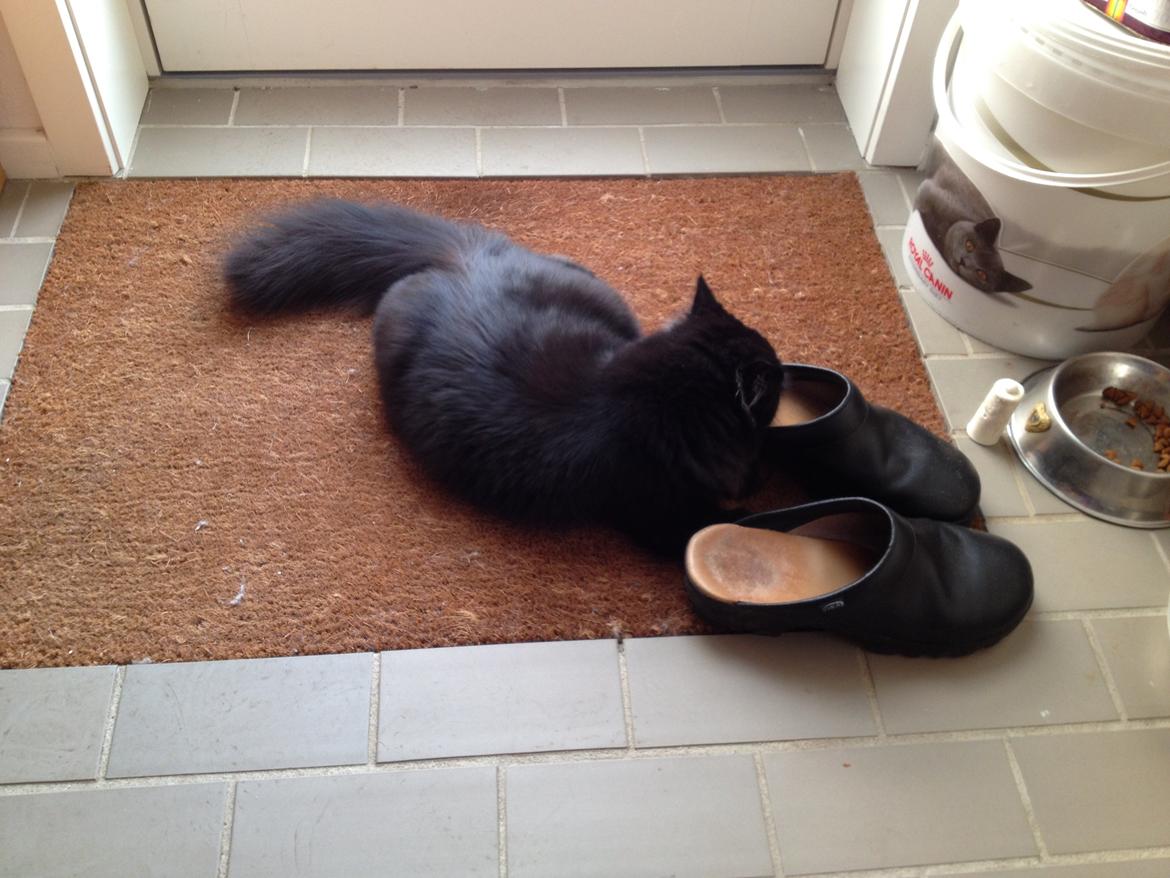 Blanding af racer Louis billede 4