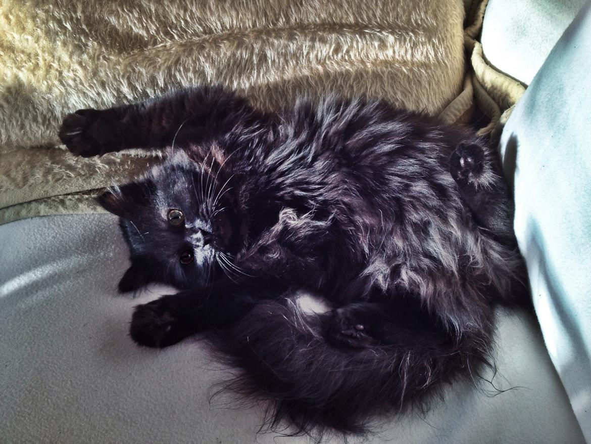 Blanding af racer Louis billede 5