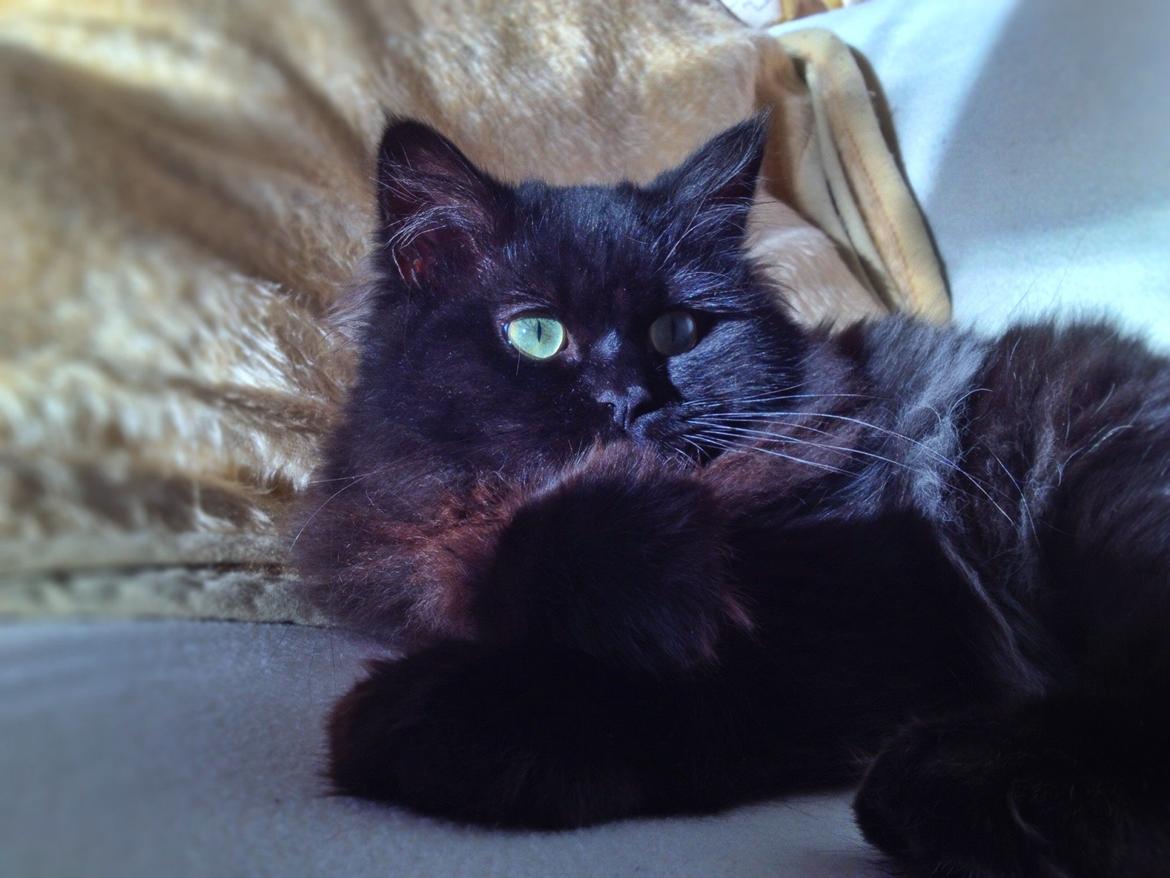 Blanding af racer Louis billede 6