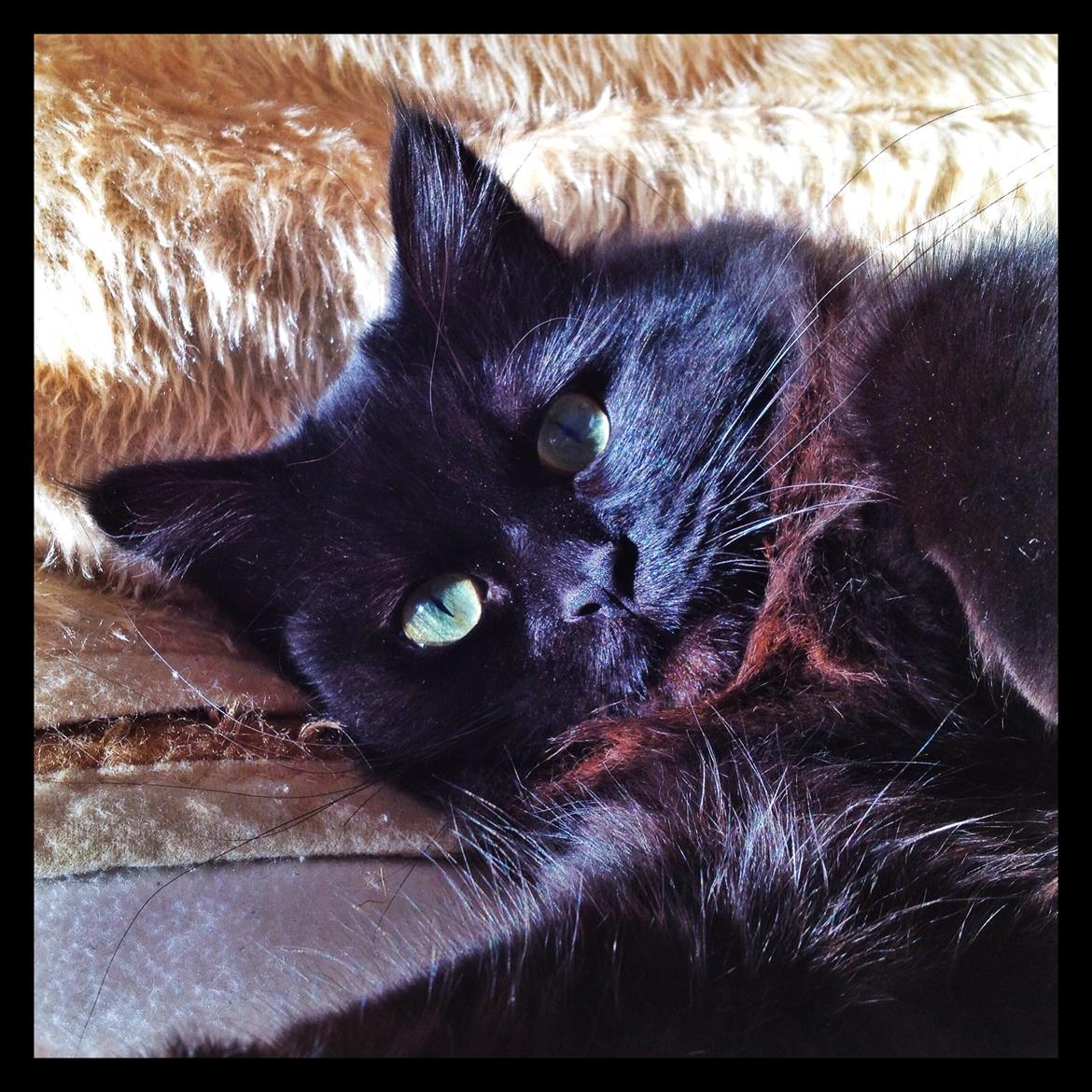 Blanding af racer Louis billede 7