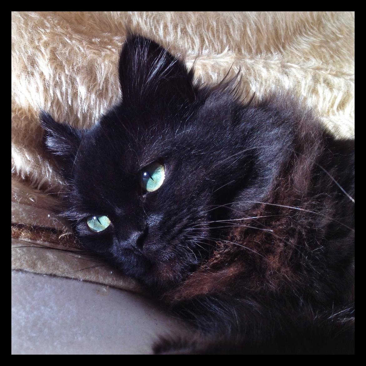 Blanding af racer Louis billede 8