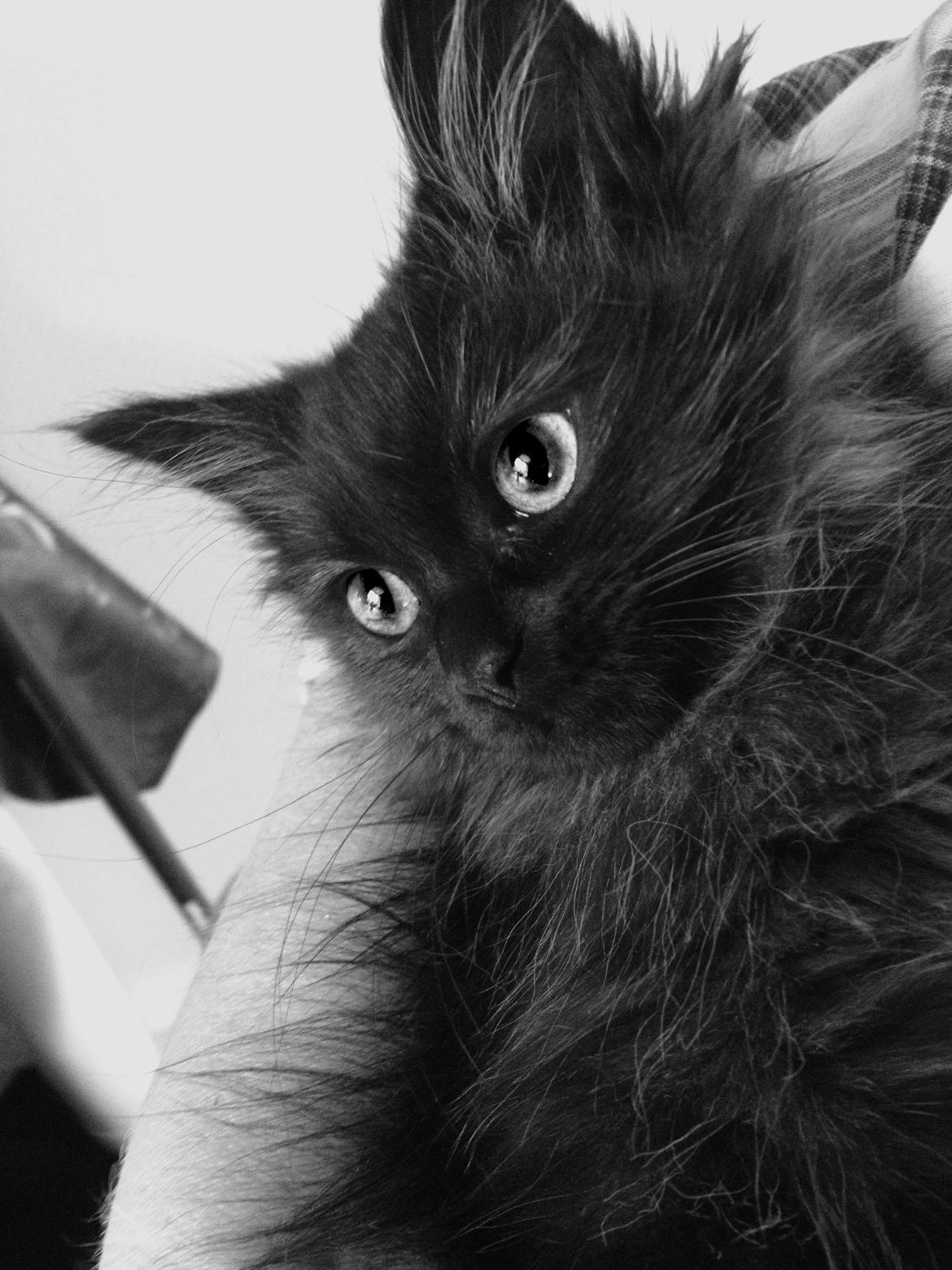 Blanding af racer Louis billede 9