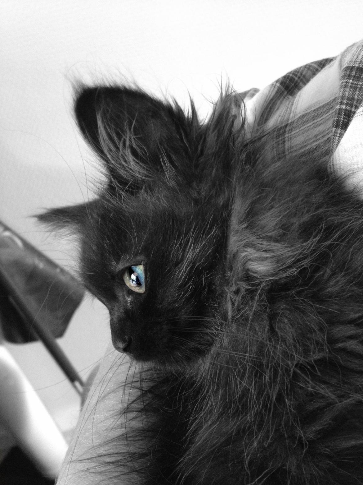 Blanding af racer Louis billede 10