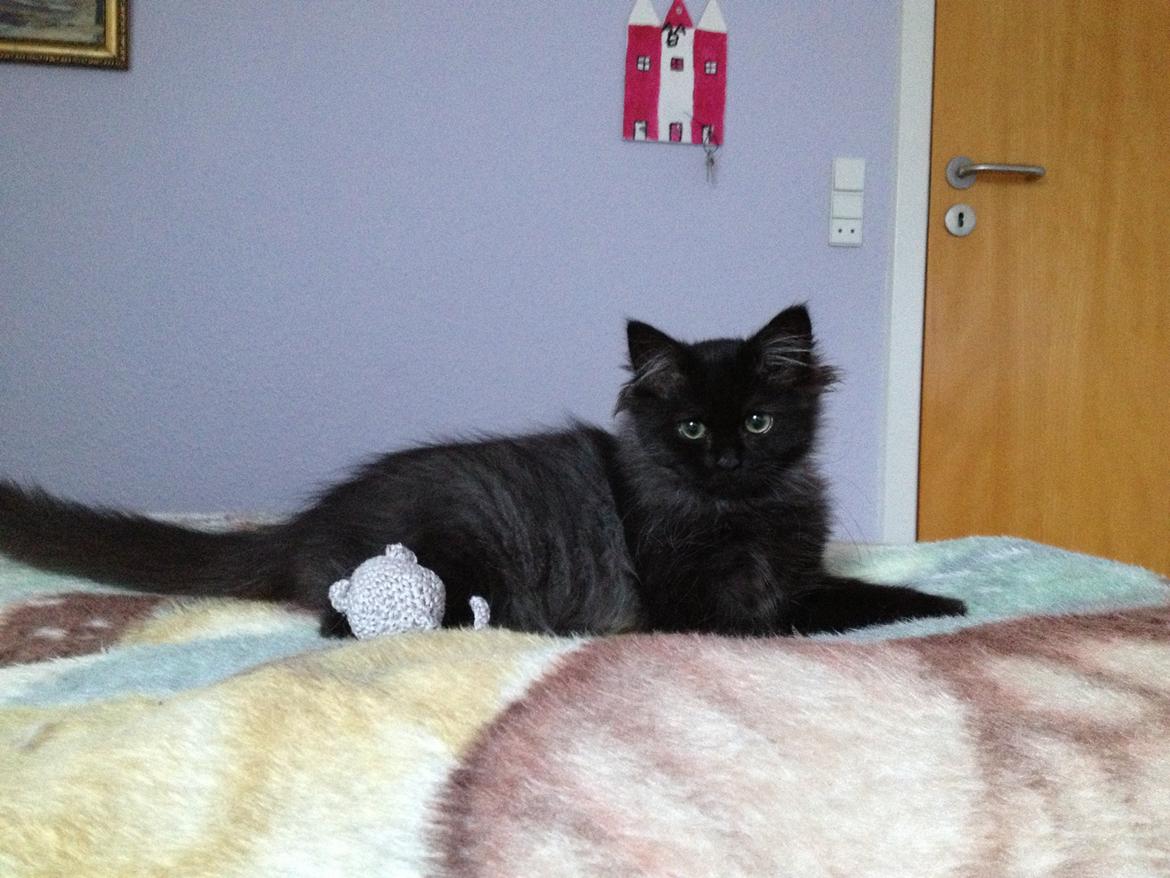 Blanding af racer Louis billede 11