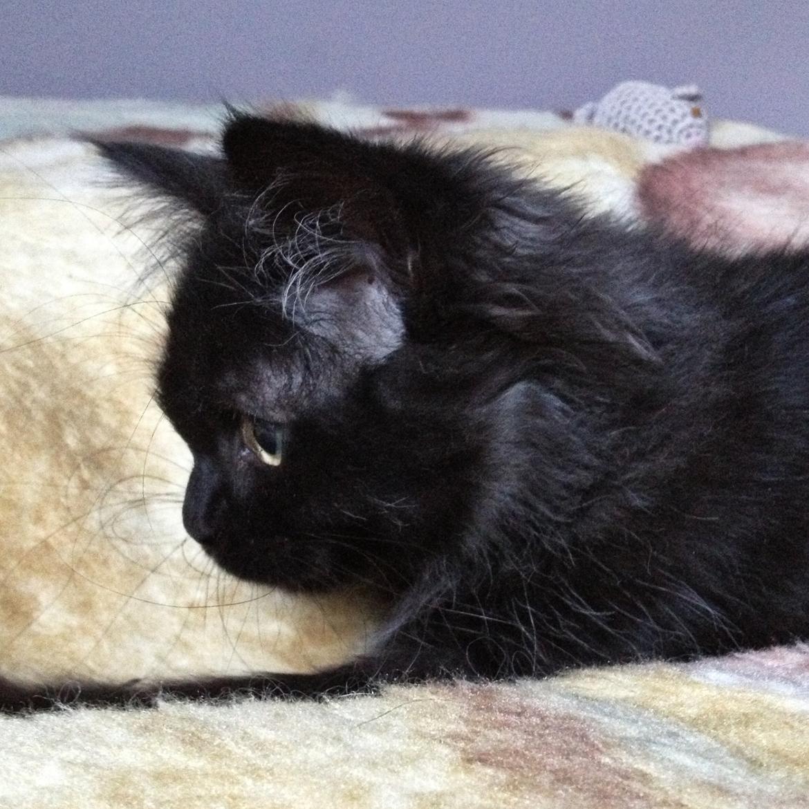 Blanding af racer Louis billede 13