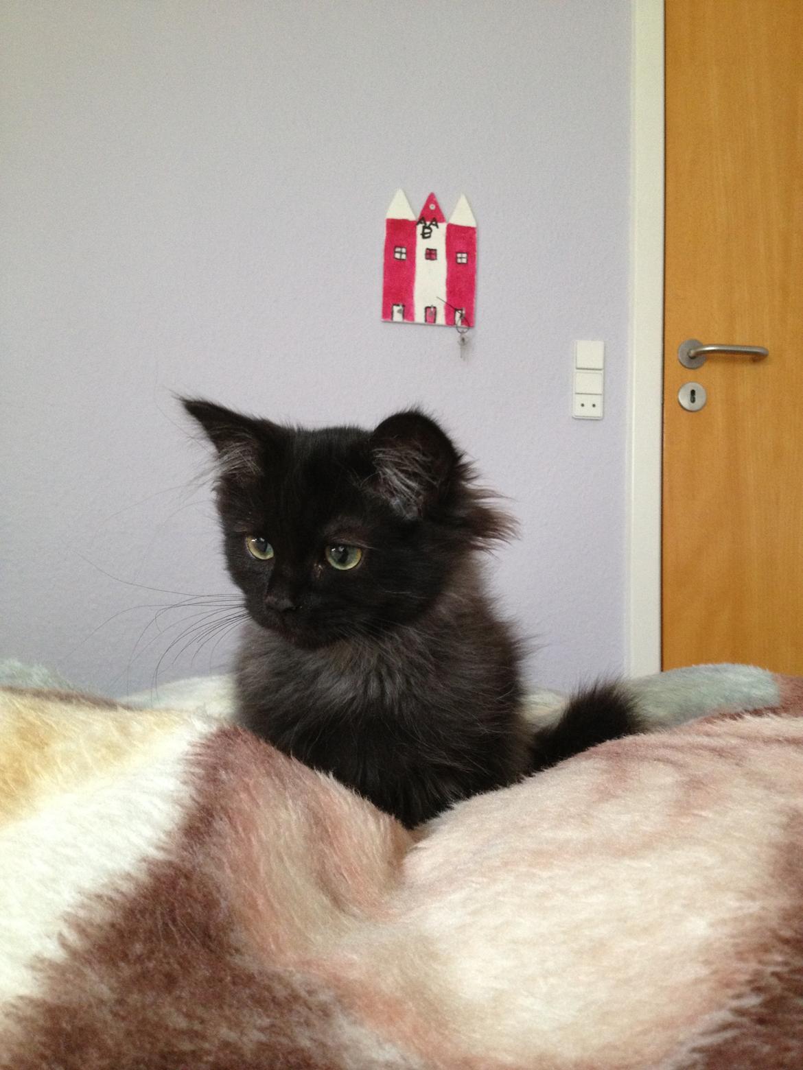 Blanding af racer Louis billede 14