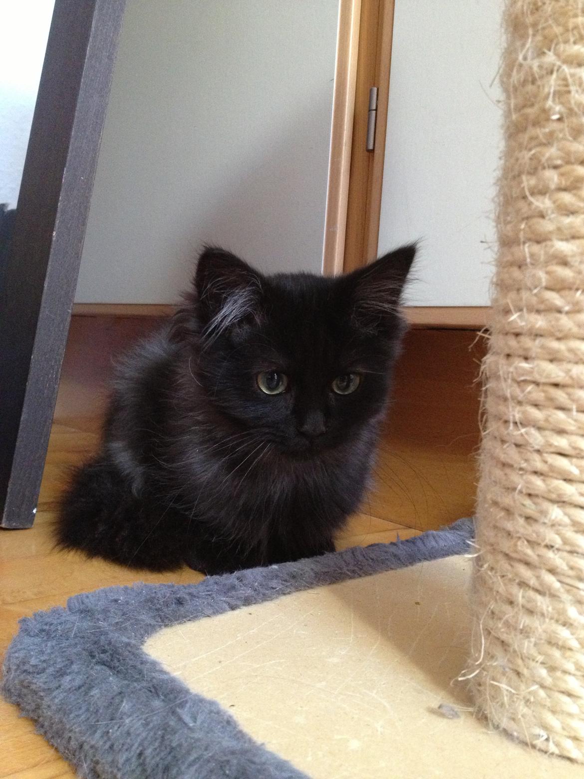 Blanding af racer Louis billede 15