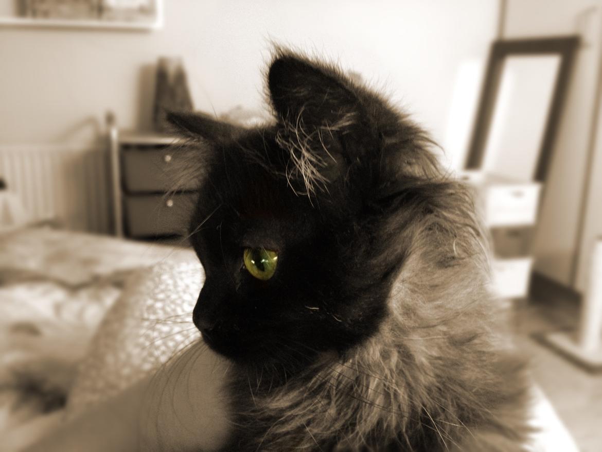 Blanding af racer Louis billede 16