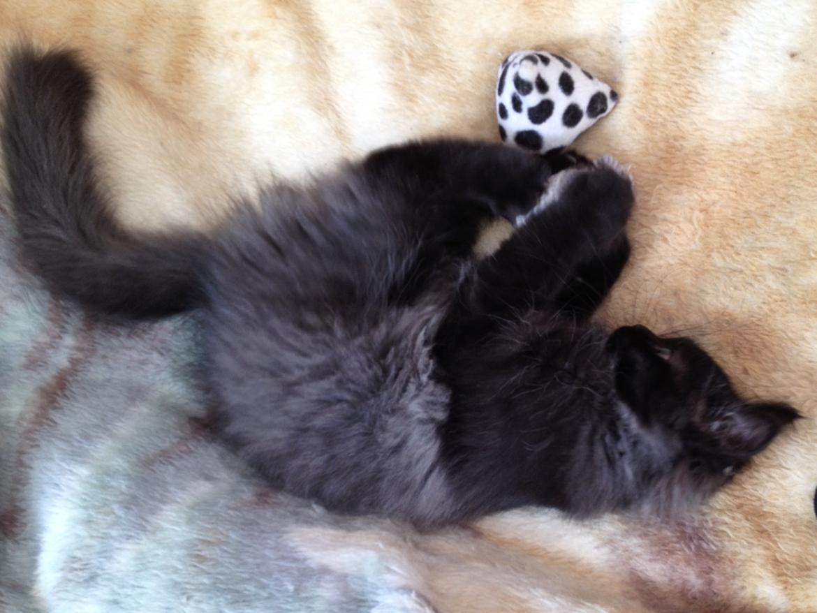 Blanding af racer Louis billede 17