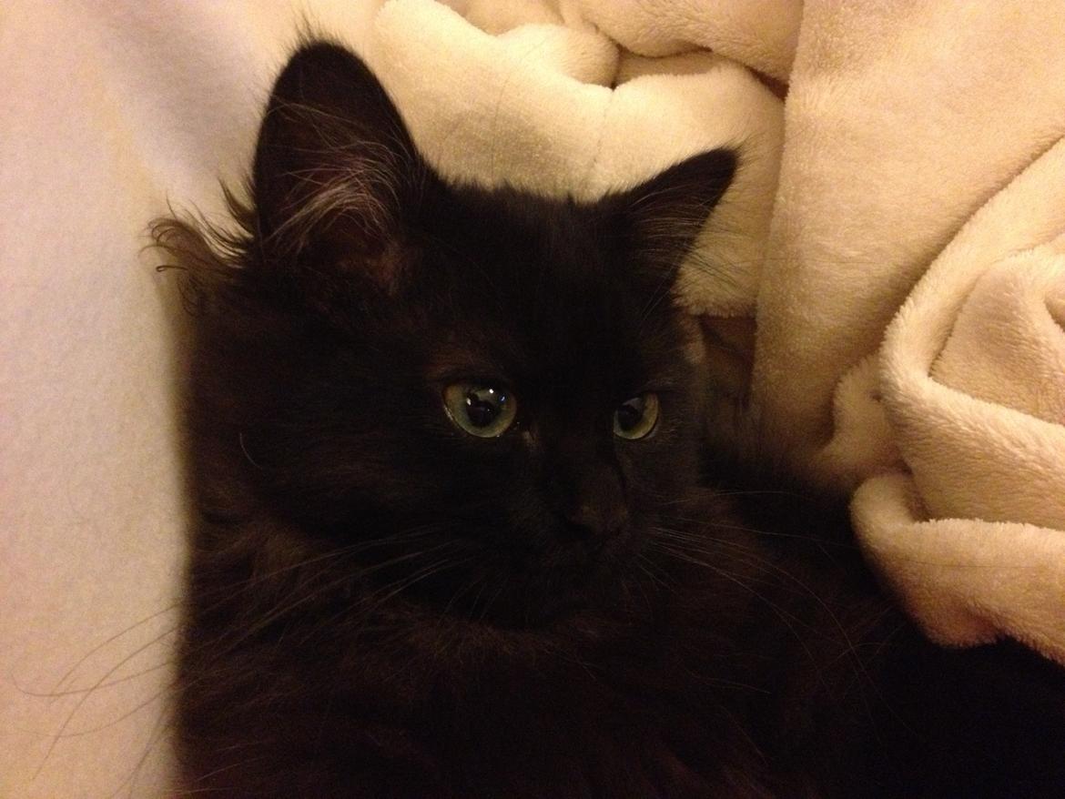 Blanding af racer Louis billede 18