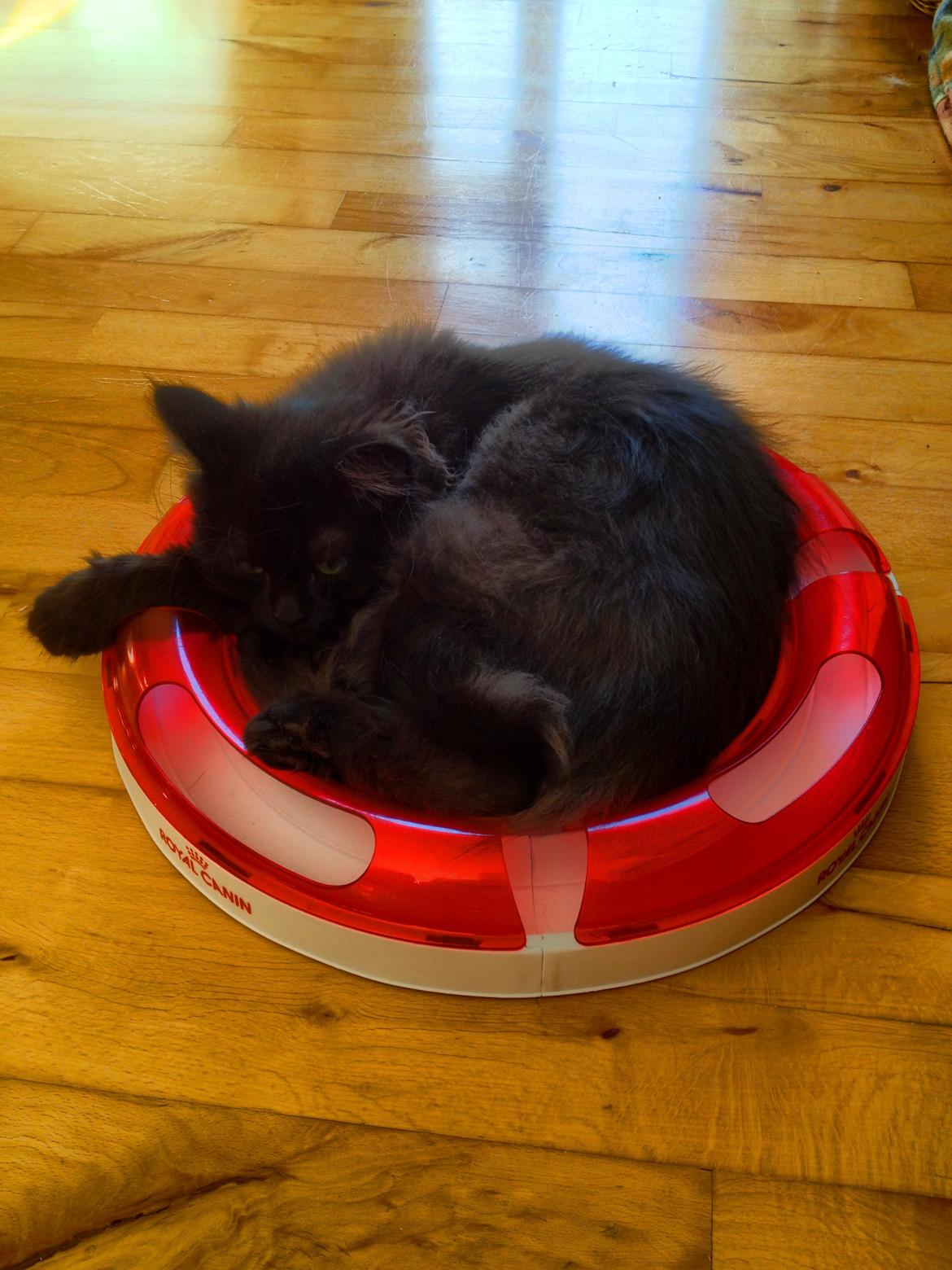 Blanding af racer Louis billede 19