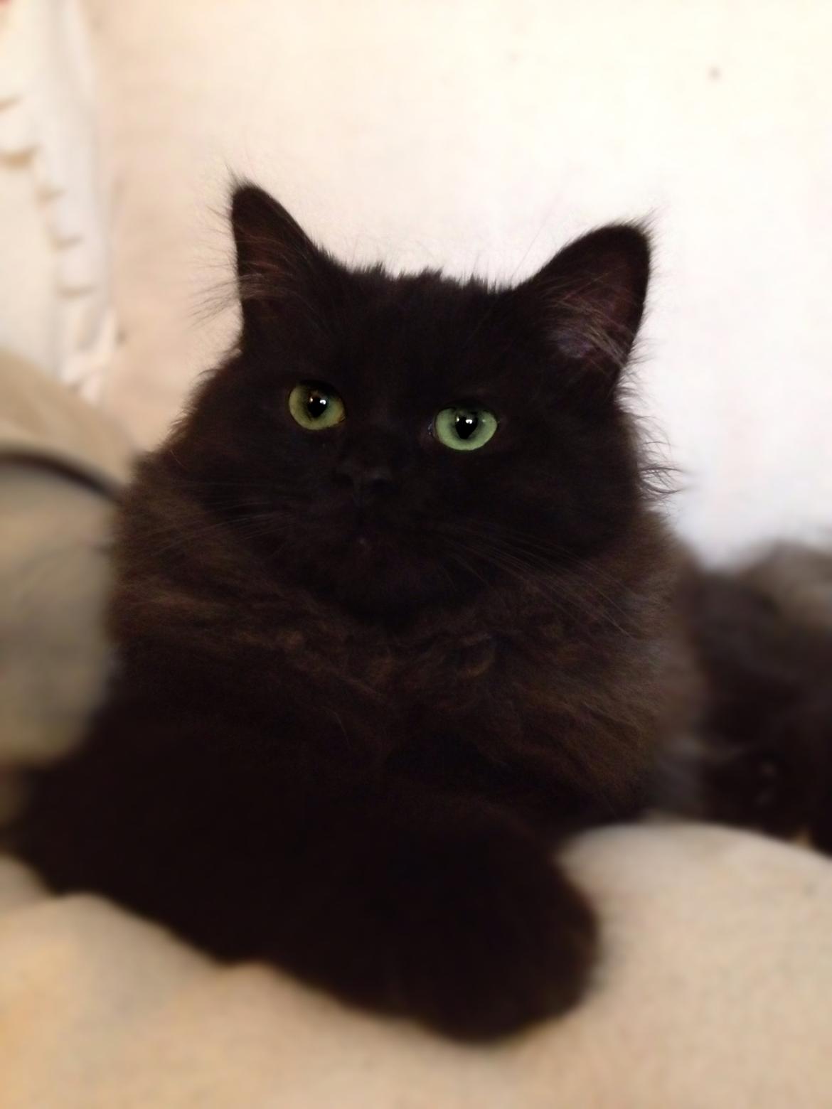 Blanding af racer Louis billede 20