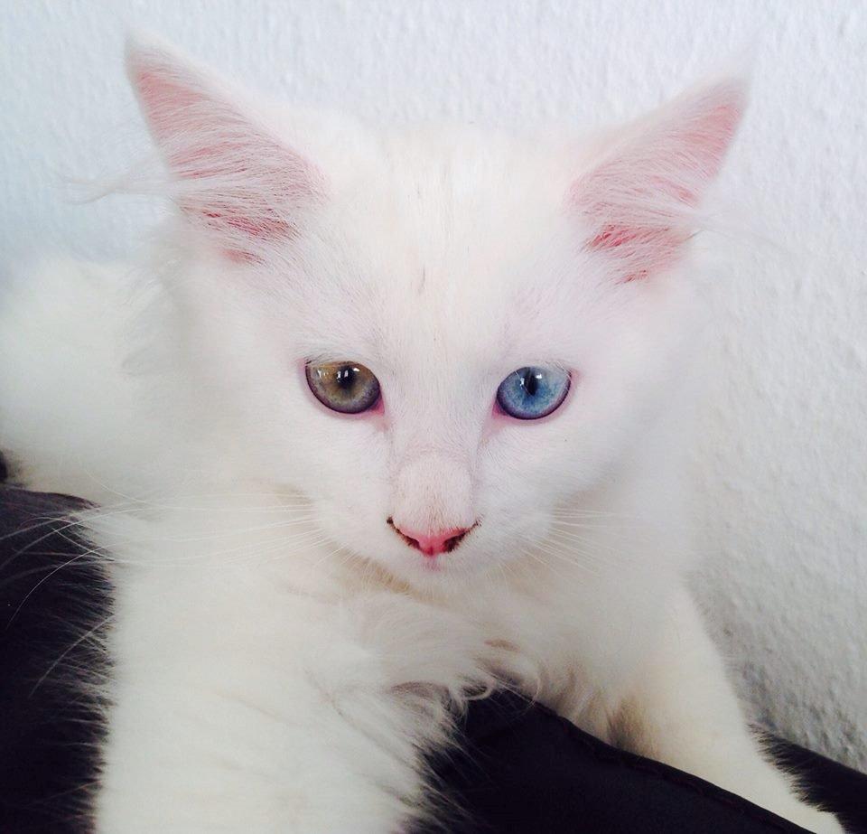 Maine Coon Galadriel - Min lille prinsesse. billede 5