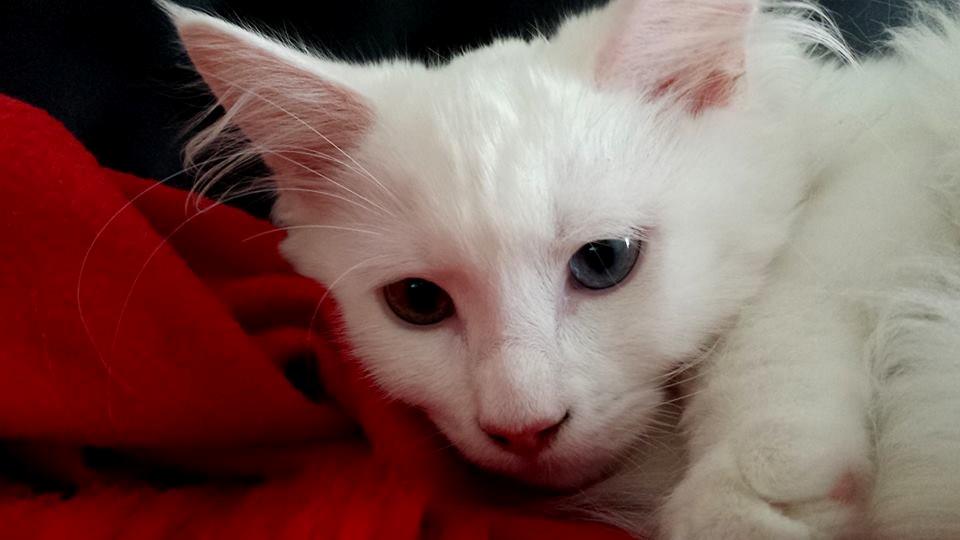 Maine Coon Galadriel - Vores trætte pige. billede 2