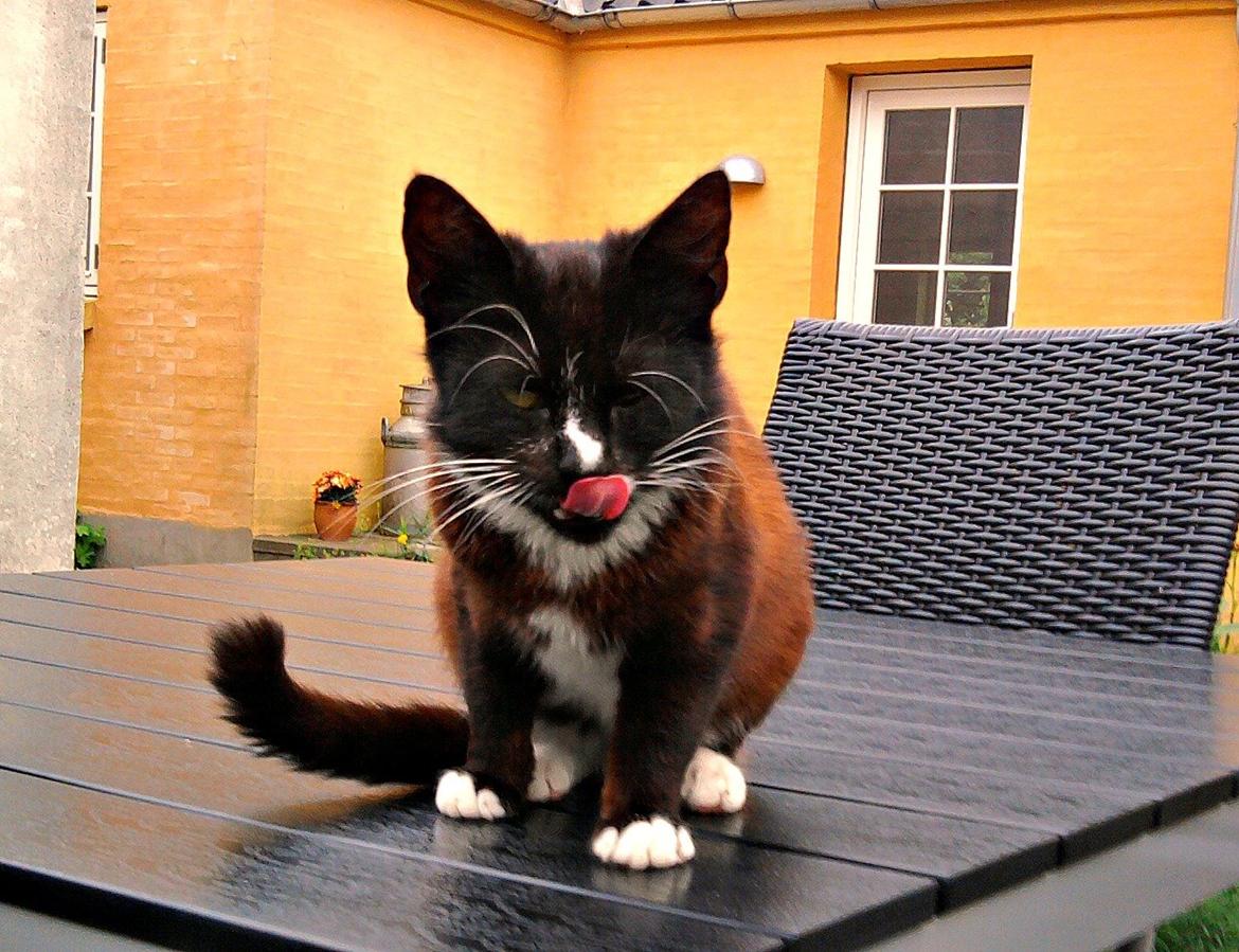 Huskat Kitkat billede 5