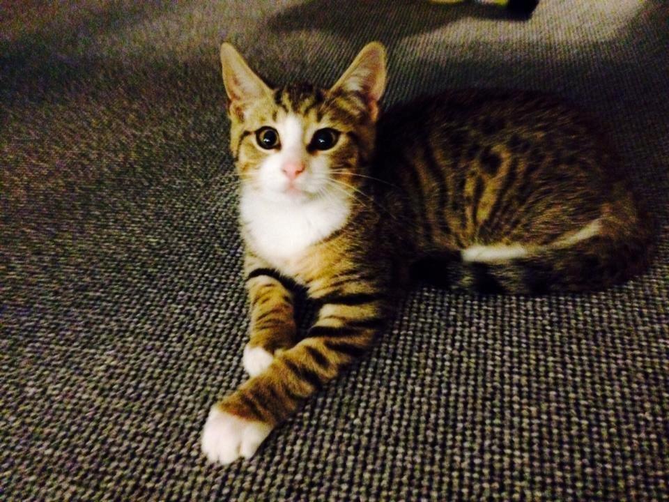 Blanding af racer Charlie billede 3