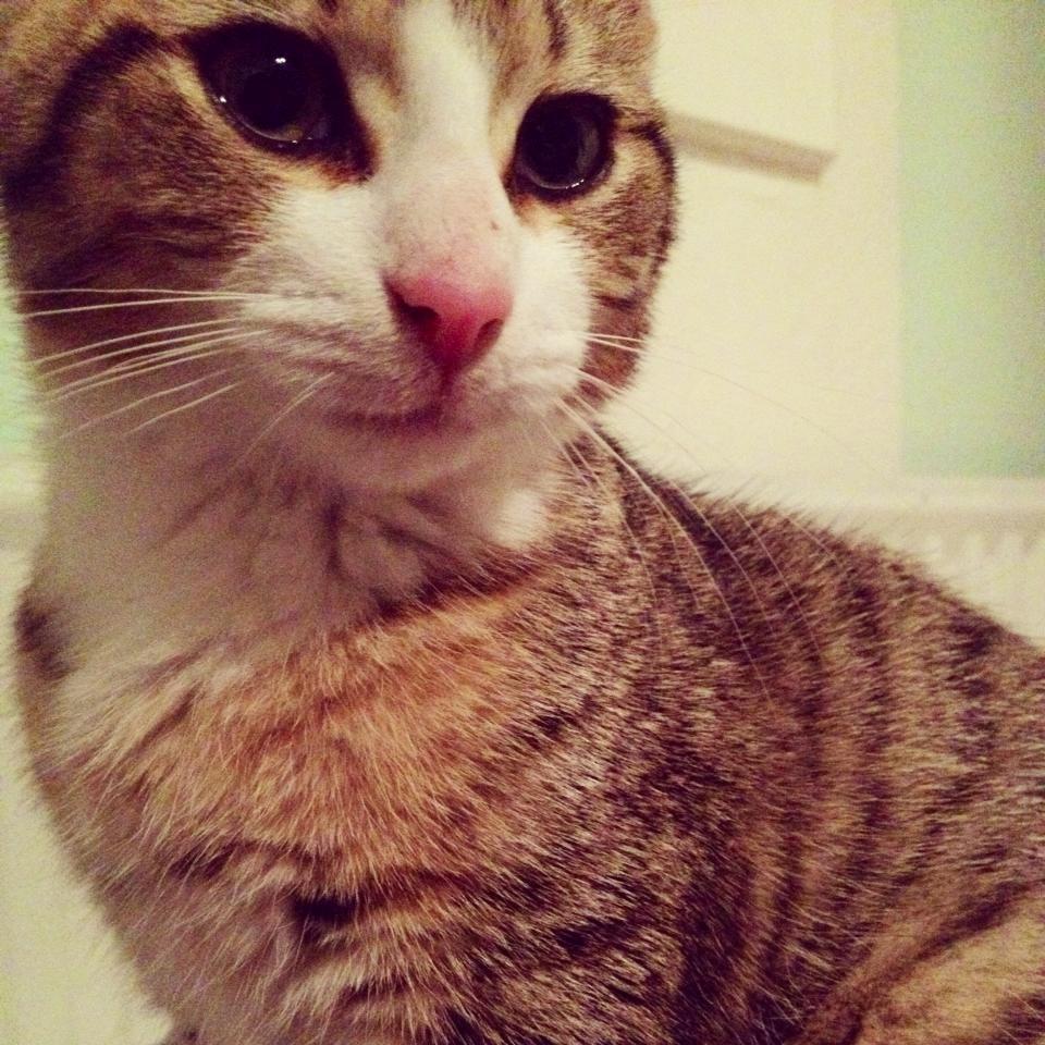 Blanding af racer Charlie billede 4