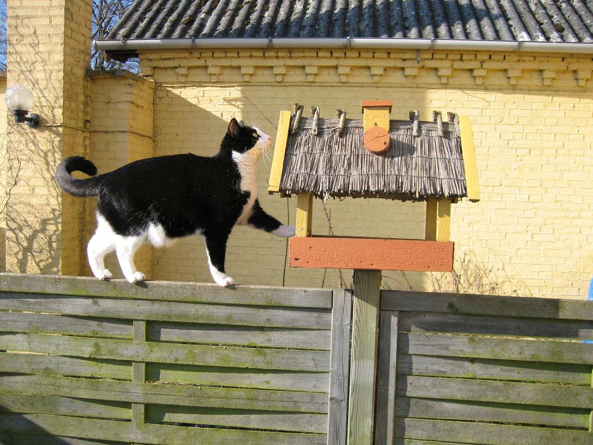 Blanding af racer Viggo billede 2