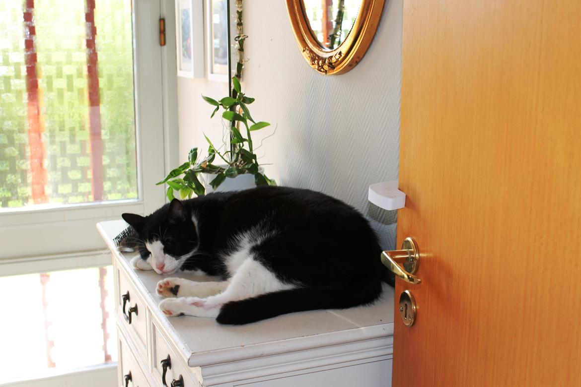 Blanding af racer Viggo billede 3