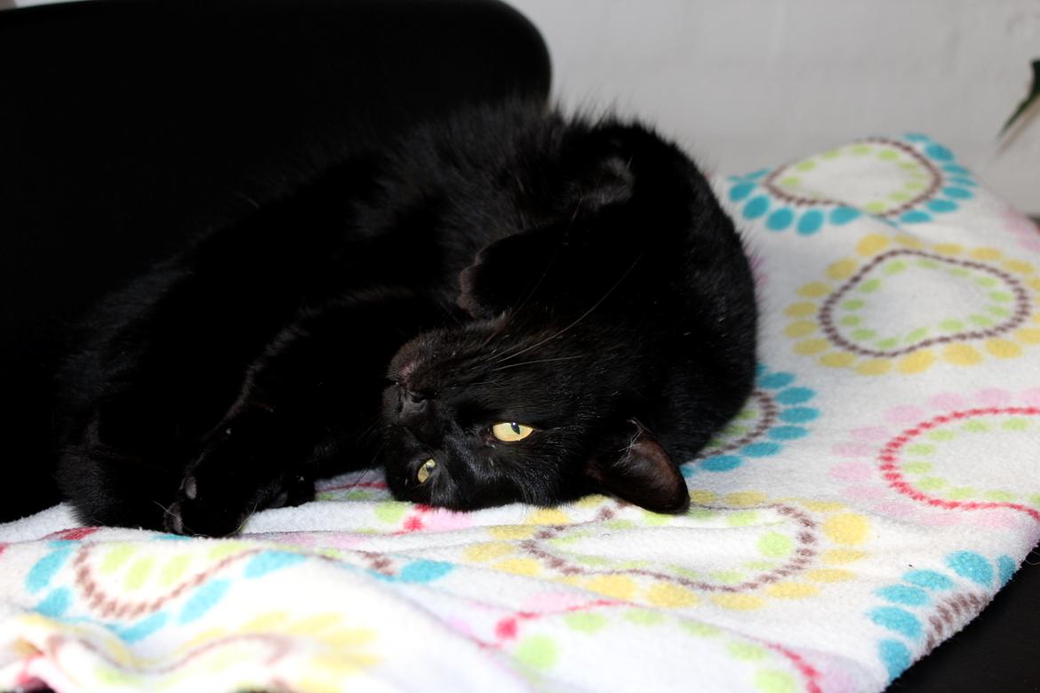 Huskat Puma billede 1