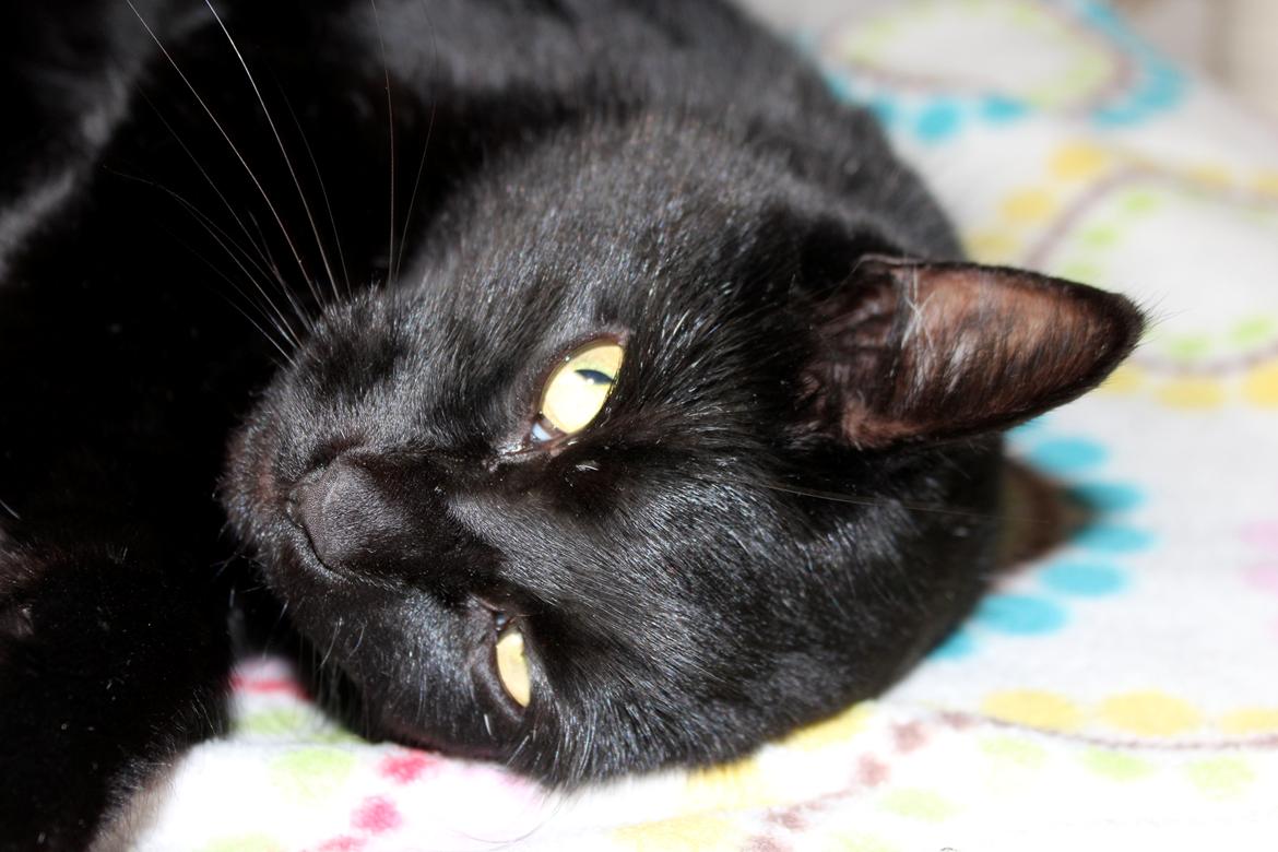 Huskat Puma billede 2