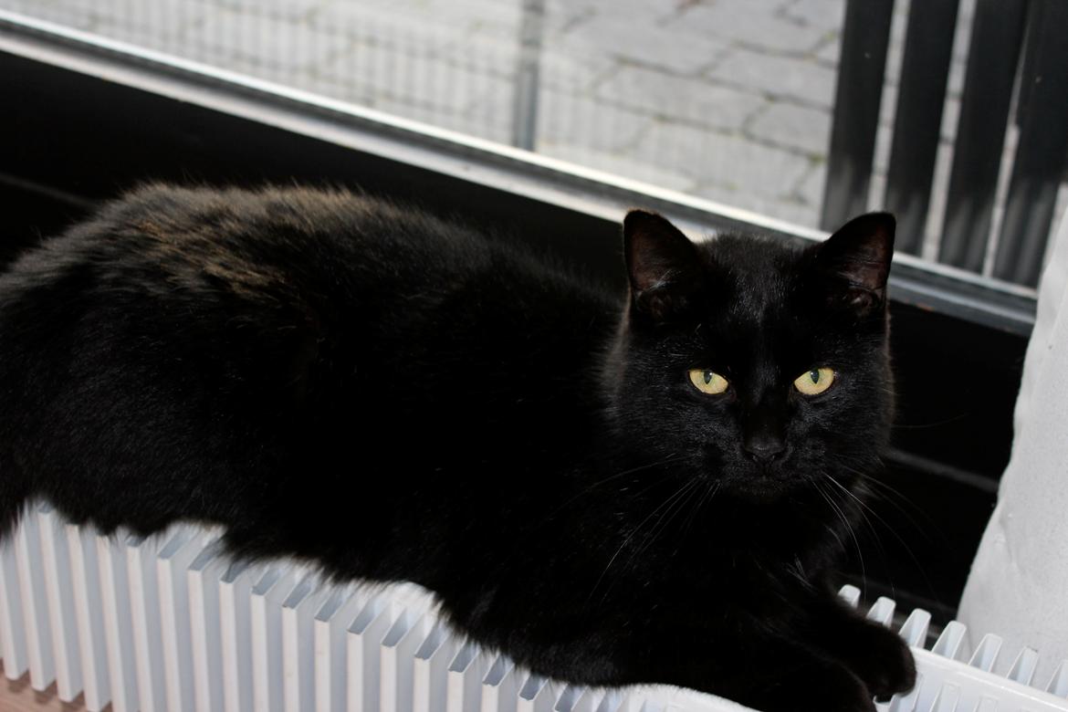 Huskat Puma billede 3