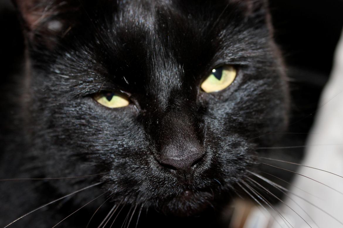 Huskat Puma billede 4