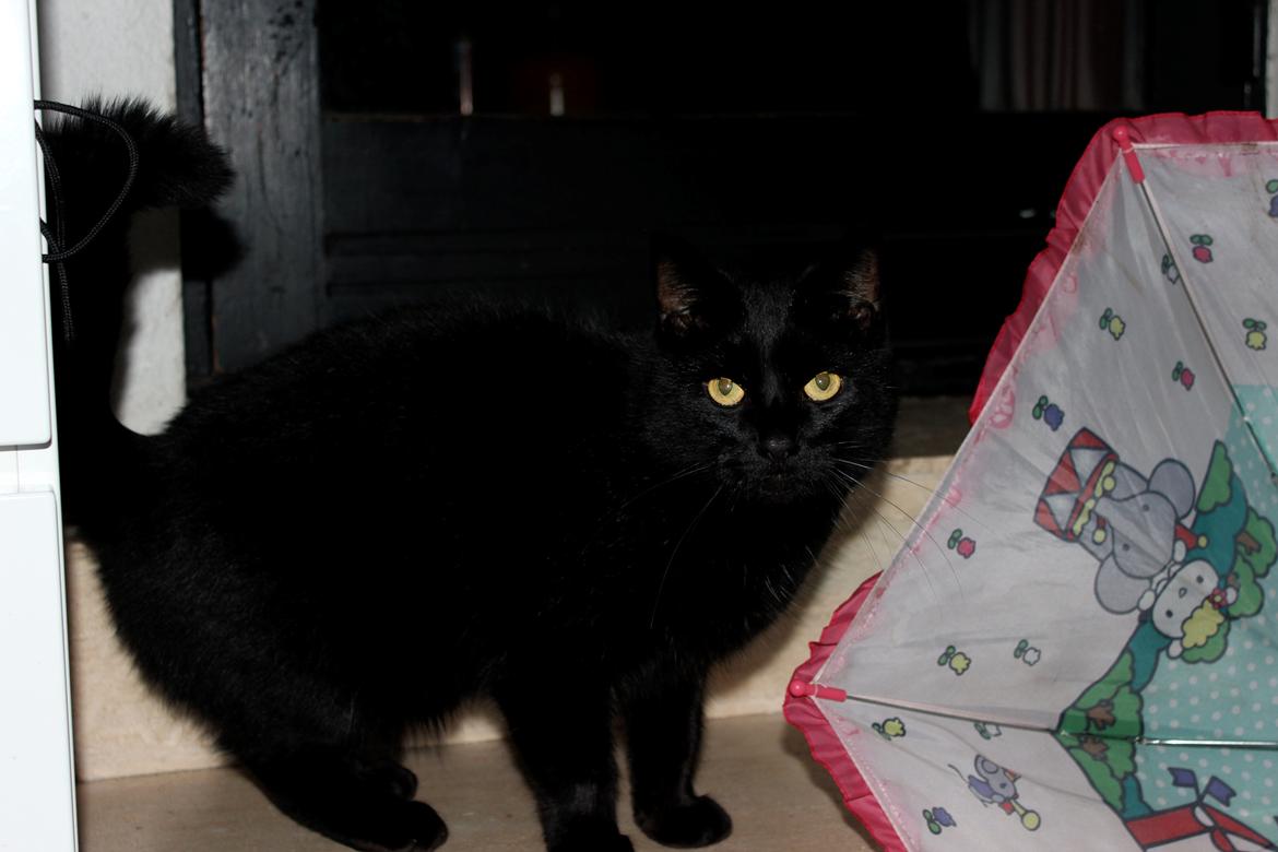 Huskat Puma billede 5