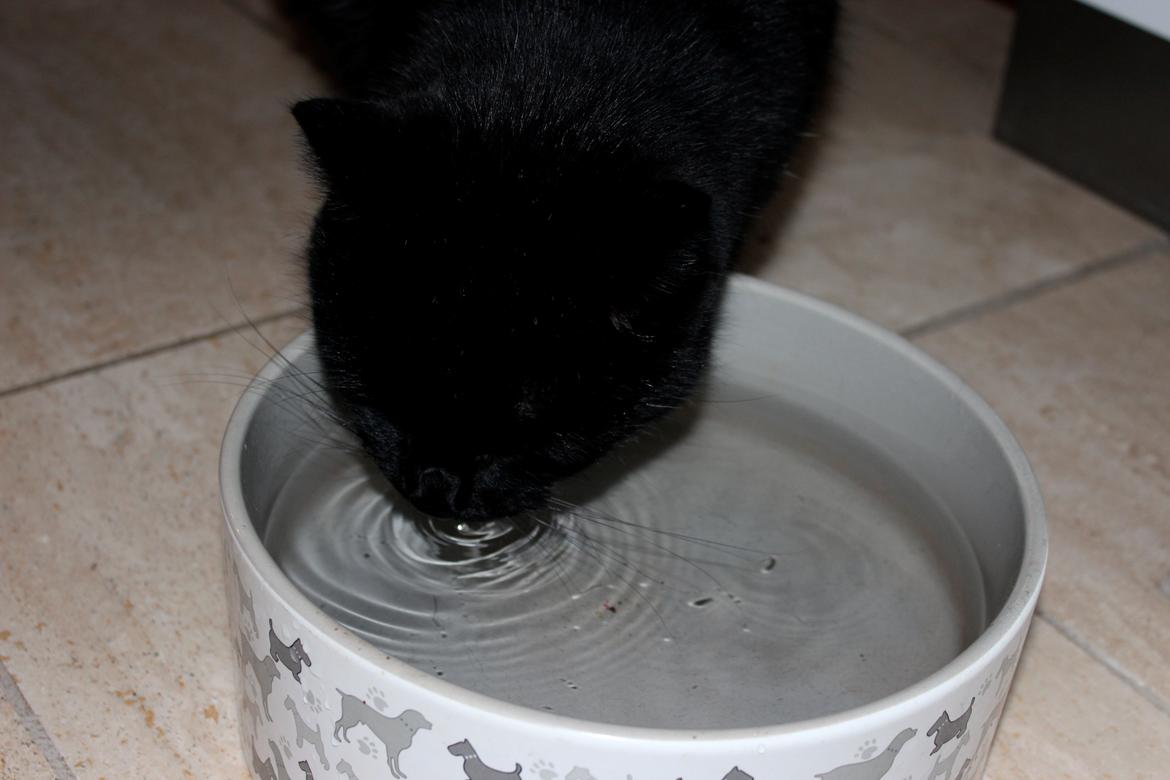 Huskat Puma billede 6