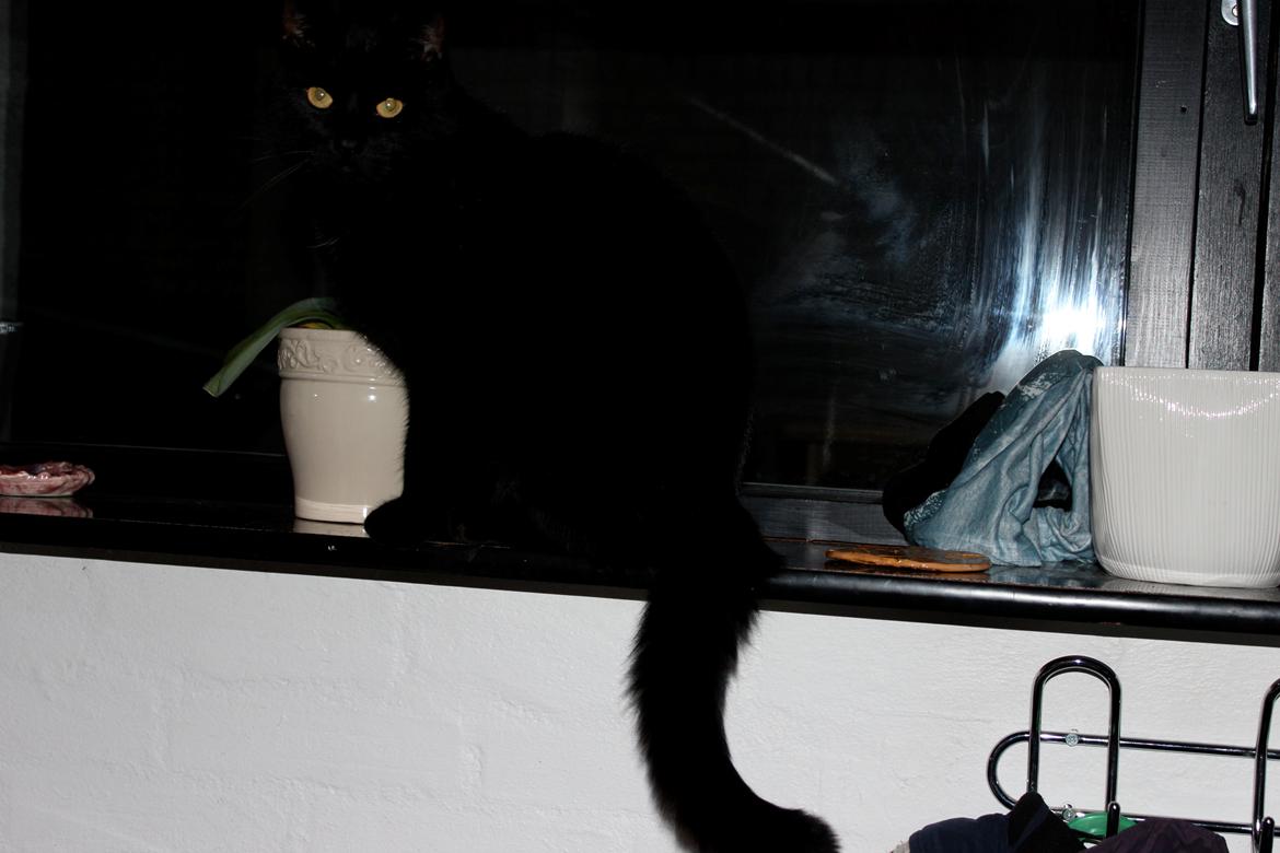 Huskat Puma billede 7