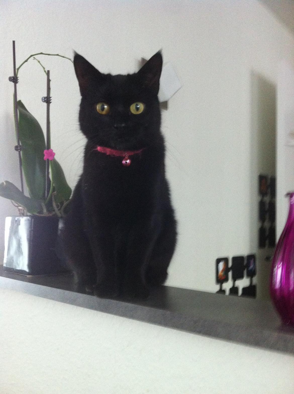 Huskat Kitty billede 1