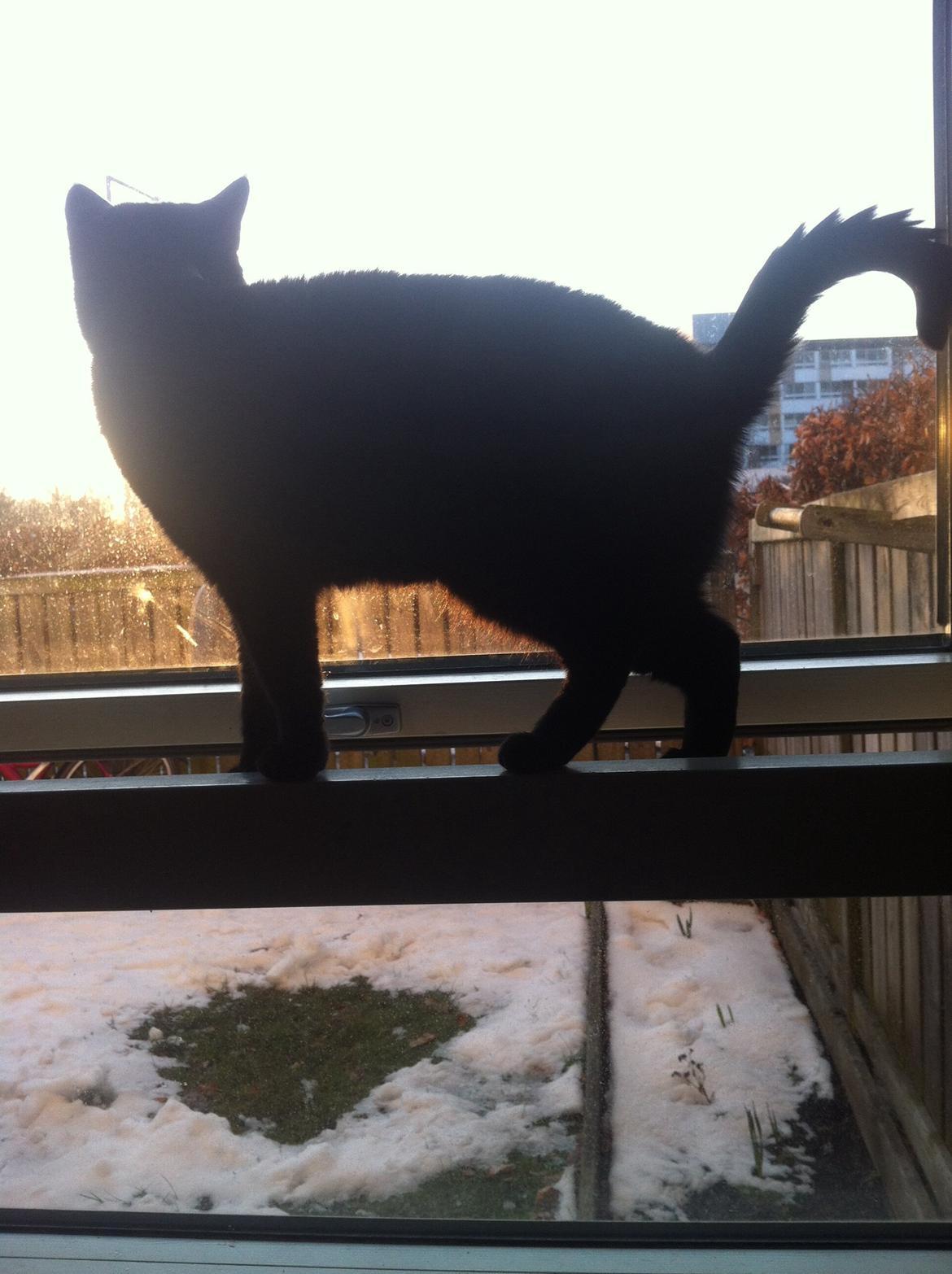 Huskat Kitty billede 2