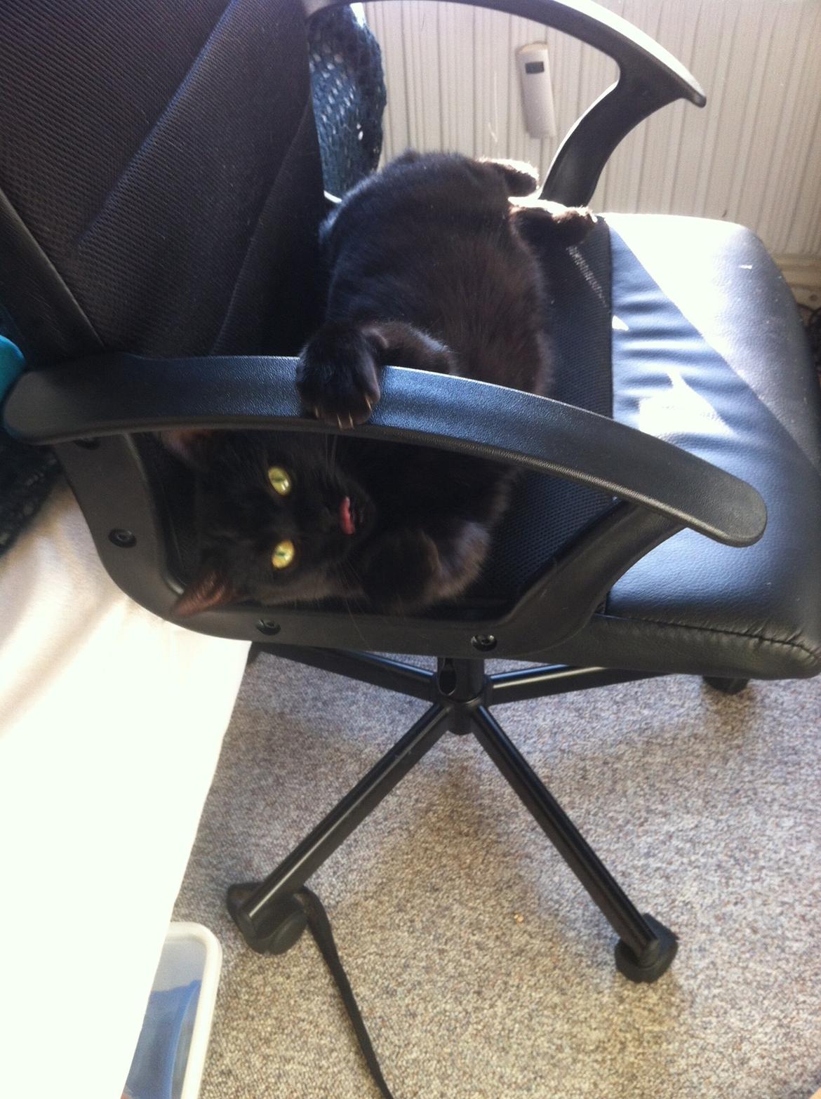 Huskat Kitty billede 3