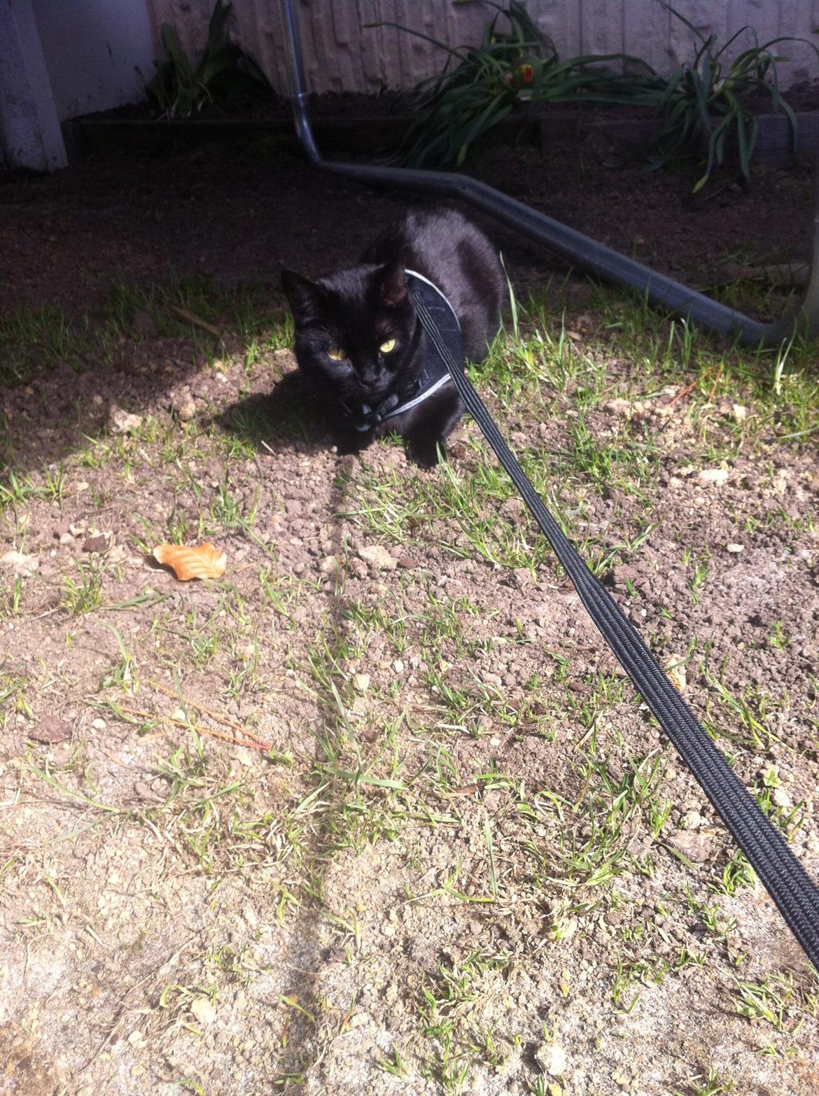 Huskat Kitty billede 4