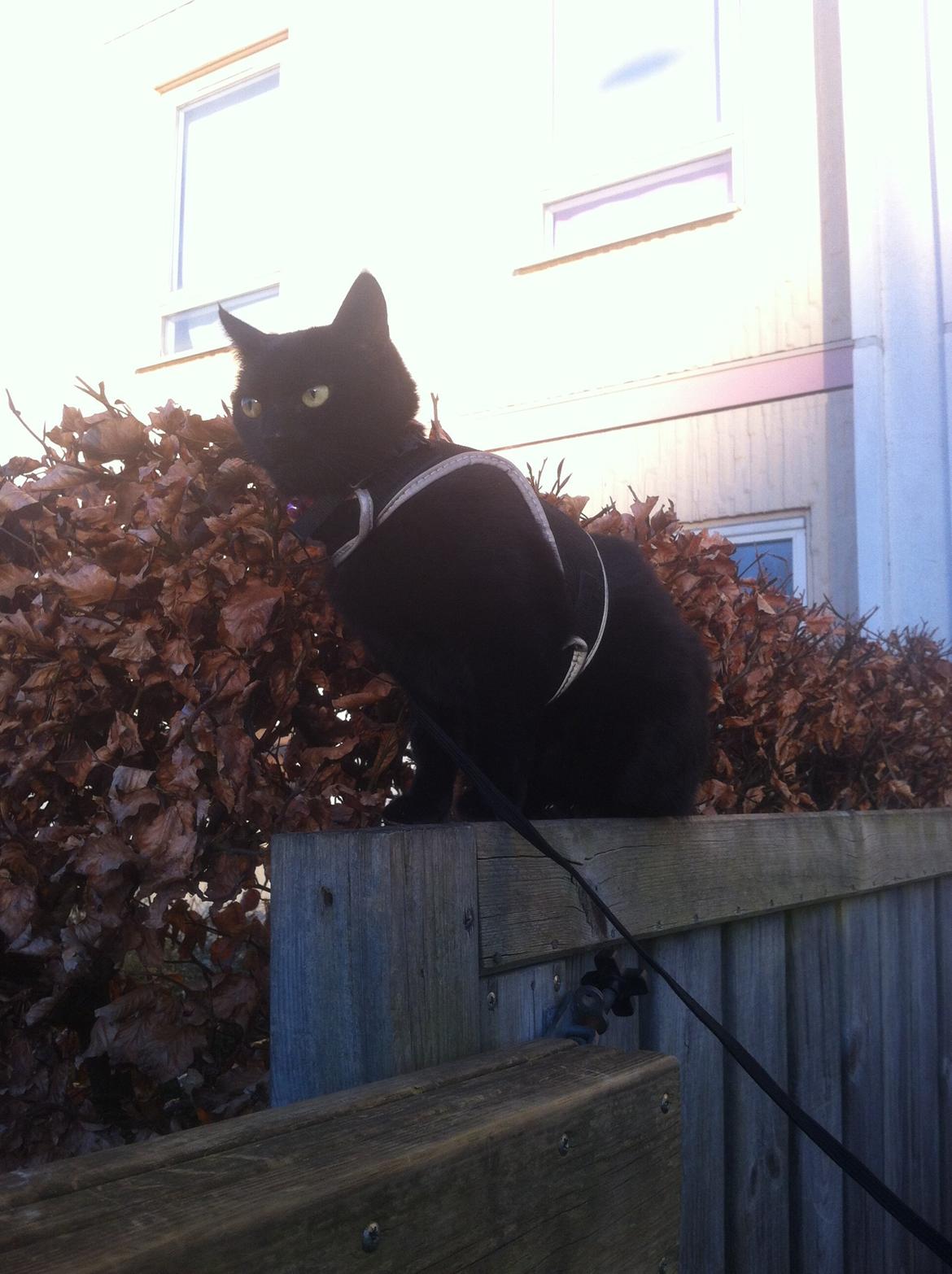 Huskat Kitty billede 5