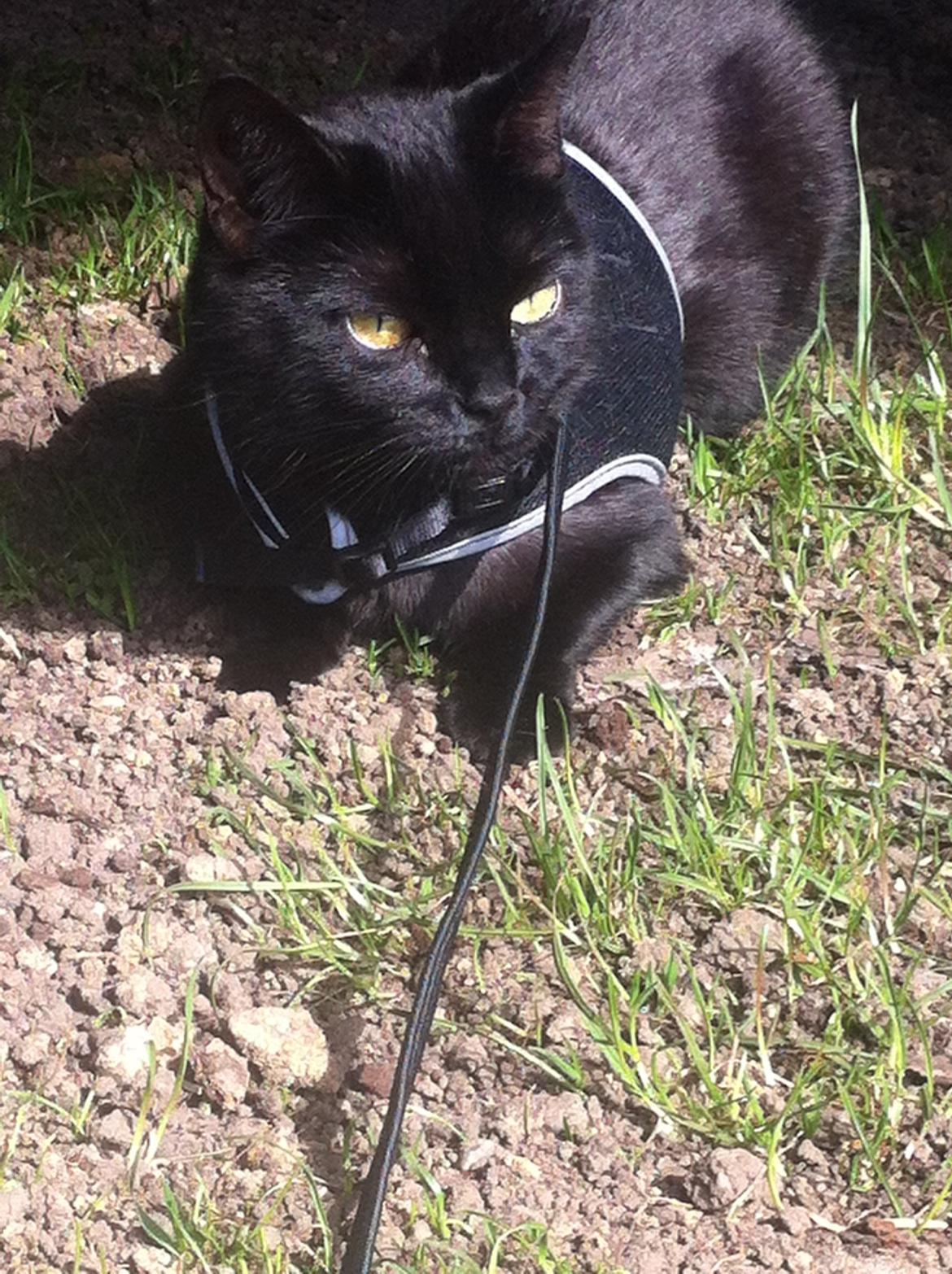 Huskat Kitty billede 6