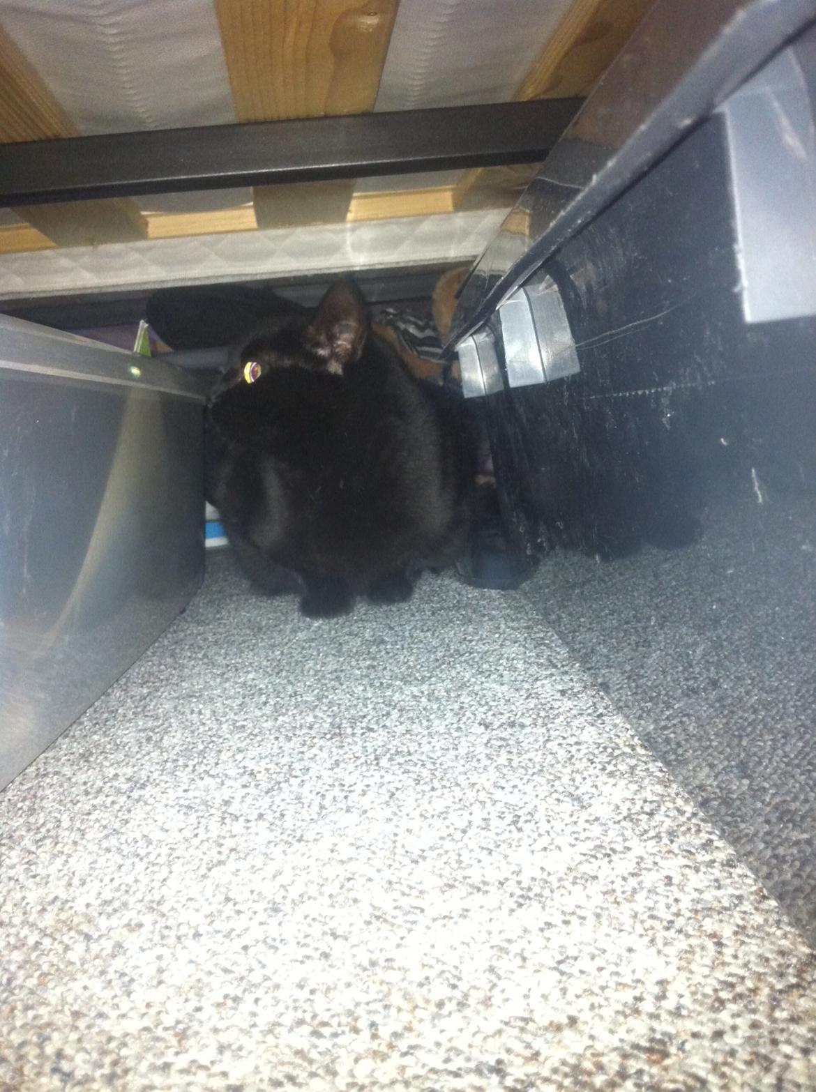 Huskat Kitty billede 7