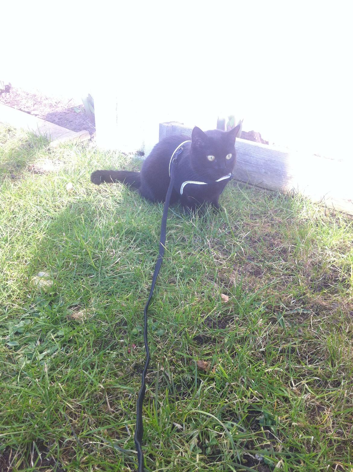 Huskat Kitty billede 9