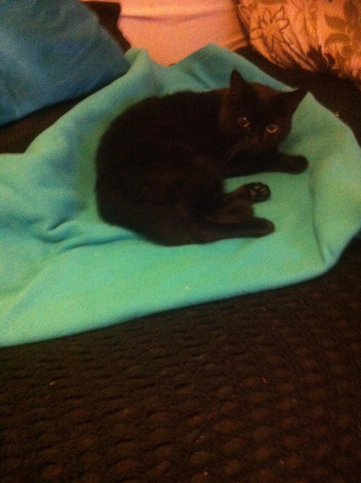 Huskat Kitty billede 8